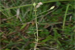 Canscora perfoliata